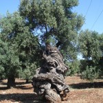 DSC00039 Olivo corpo di r 2016