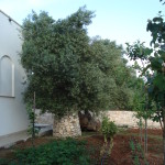 DSC02940