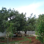 DSC02942