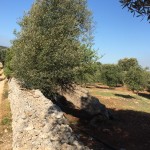 IMG_2434 marco 15 04 16